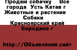 Продам собачку  - Все города, Усть-Катав г. Животные и растения » Собаки   . Красноярский край,Бородино г.